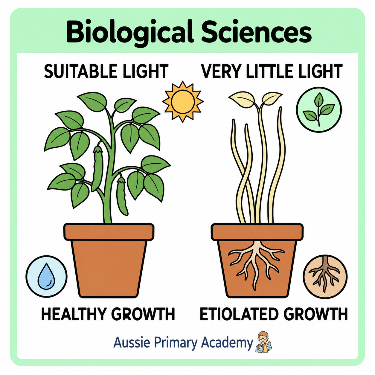 Year 6 Science light and plant growth